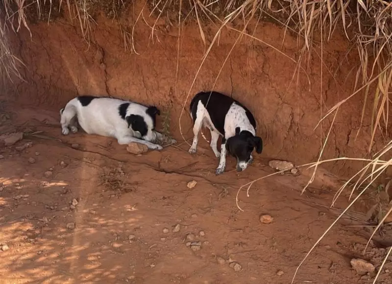 Agentes da Defesa Civil de Cordeiro, RJ, são presos por dopar e abandonar animais em chocante caso de maus-tratos
