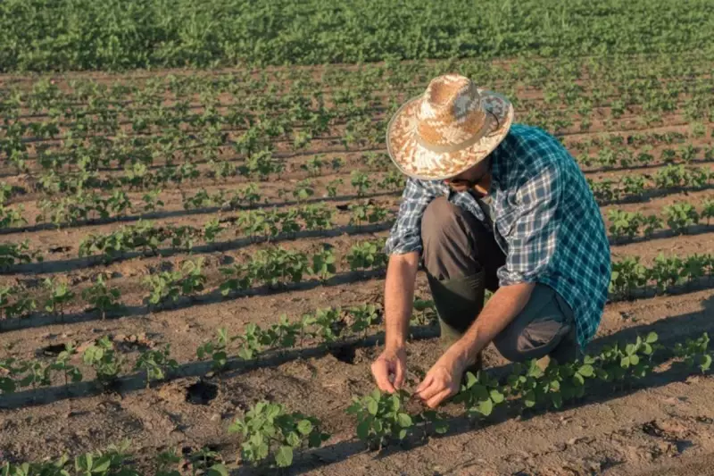 Agricultores Familiares de MT Recebem Injeção de R$ 1,22 Milhão do Governo Federal