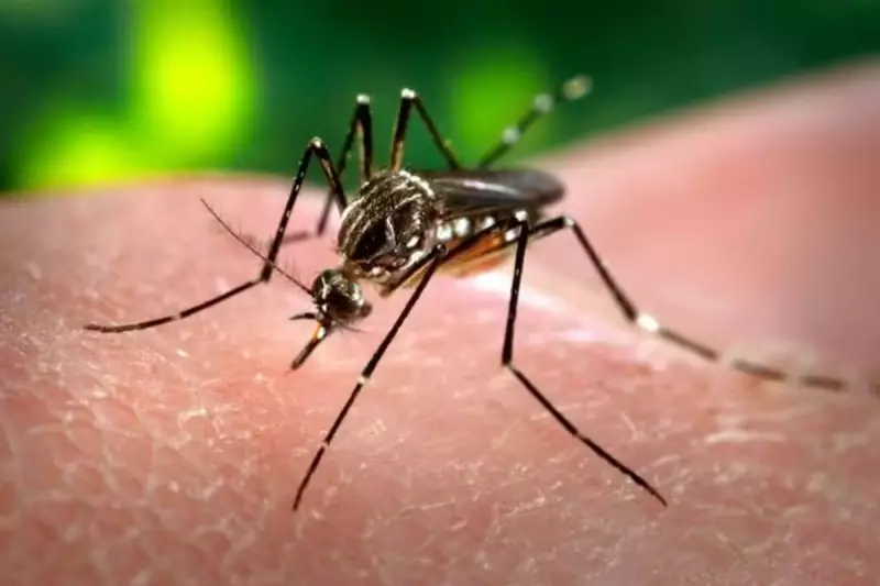 Alagoas em Alerta: Casos de Dengue e Chikungunya Disparam e Saúde Pede Atenção Redobrada