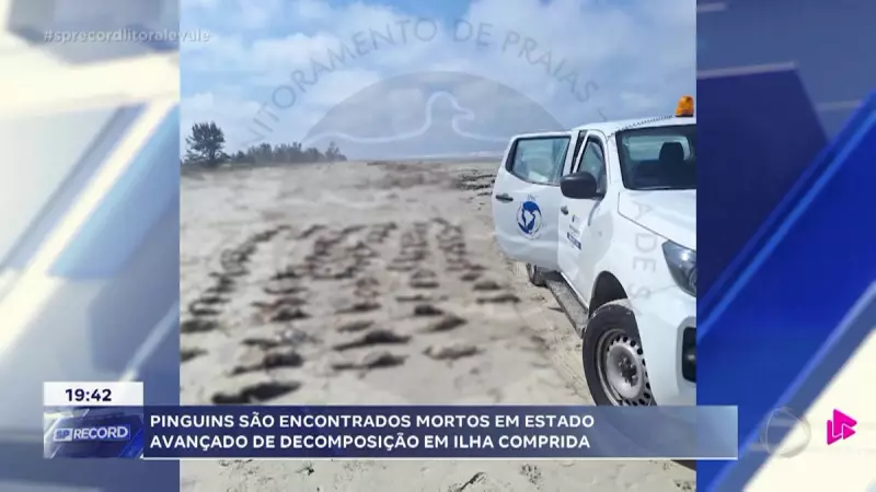 Alerta Ambiental: Dezenas de Pinguins Mortos Aparecem em Ilha Comprida, SP — O Que Está Acontecendo?