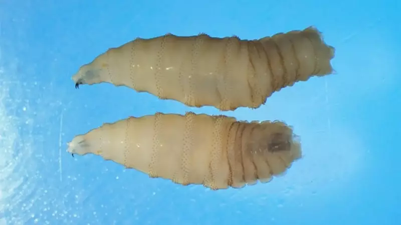 Alerta Máximo: Parasita Carnívoro é Detectado em Humano nos EUA pela Primeira Vez