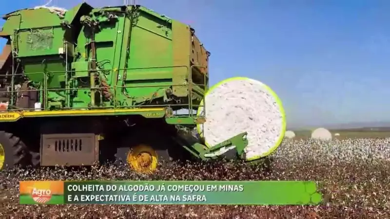 Algodão em MG: Safra recorde impulsiona exportações e anima produtores