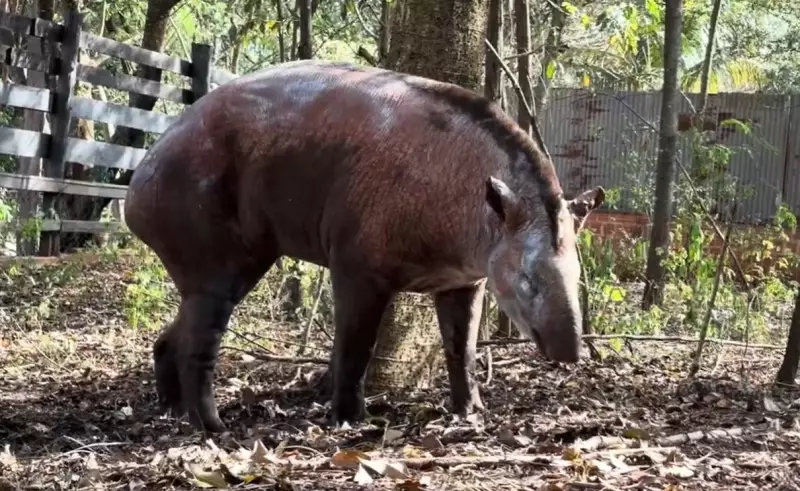Anta fica cega após incendio florestal e encontra refúgio emocionante em açude — herói improvável salva animal em cena dramática