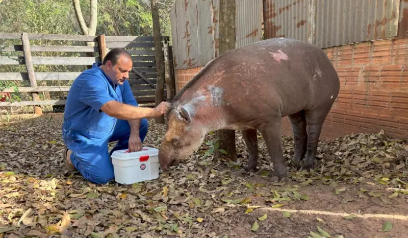 Anta Resgatada de Incêndio em Assis Recupera o Apetite e Surpreende Veterinários