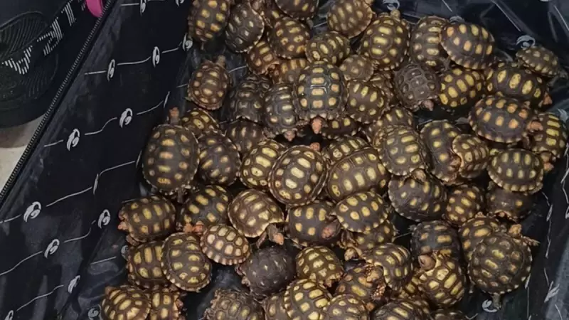 Apreendidos 600 filhotes de jabuti escondidos em malas — tráfico de animais silvestres na mira da polícia