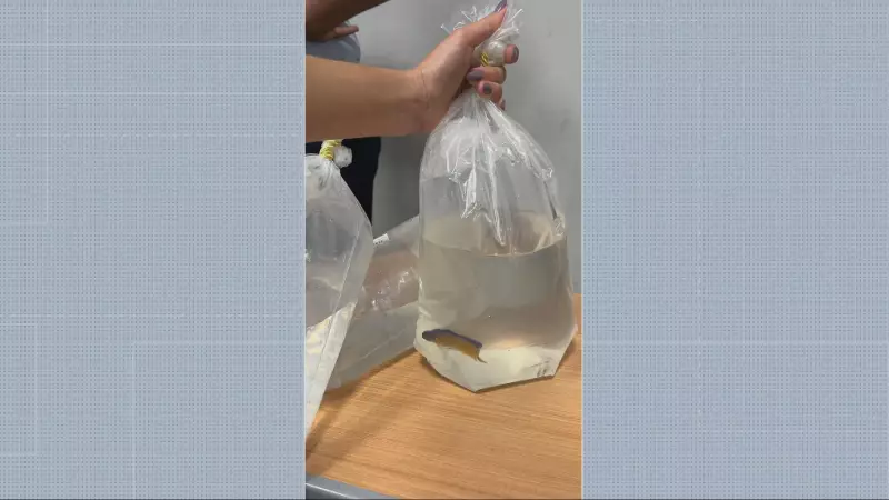 Apreensão Inusitada em Confins: Corais e Peixe Raro na Mala de Passageiro!