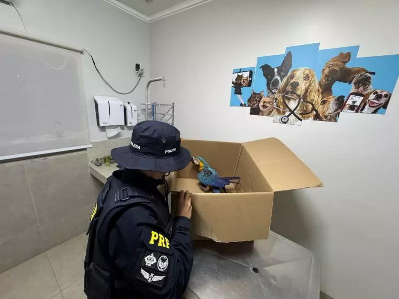 Arara-canindé passa por cirurgia de emergência após ser resgatada com asa ferida na BR-153 — veja detalhes