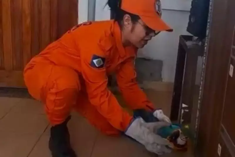 Arara-canindé sobrevive a atropelamento por carreta em MT — veja o resgate emocionante!