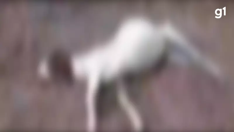 Ataque de Cães Assusta Barrocas: Animais de Estimação São Vítimas de Violência