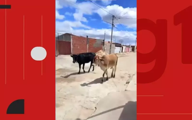 Bahia: Cidade multa tutores e apreende animais soltos nas ruas — saiba como evitar