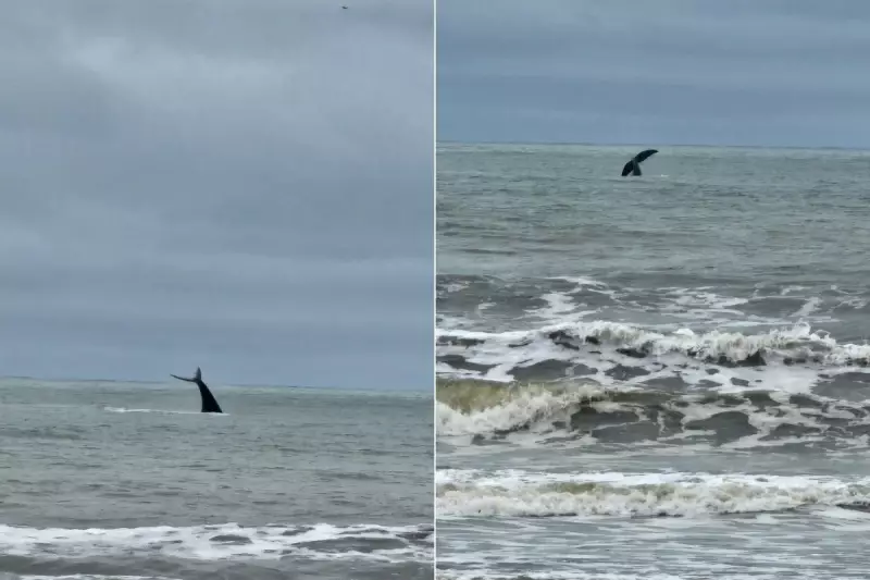 Baleia Franca Austral Surpreende no Litoral de SP: Espetáculo de Saltos Perto da Praia