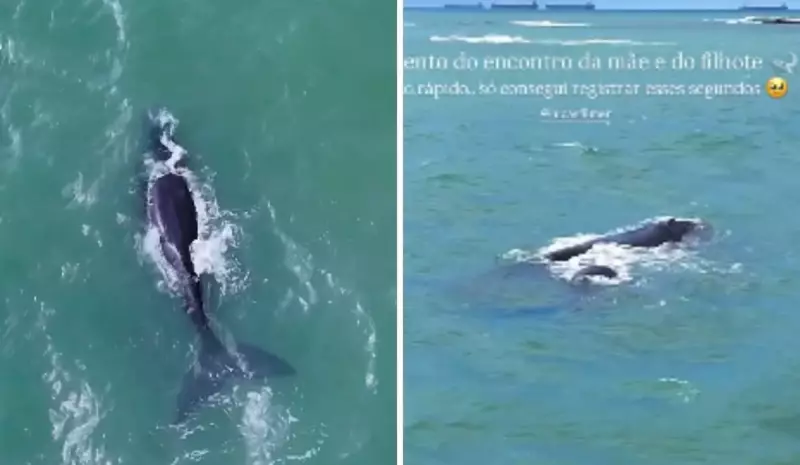 Baleia Franca e Seu Filhote Encantam Praia de Itapuã: Um Espetáculo da Natureza no ES