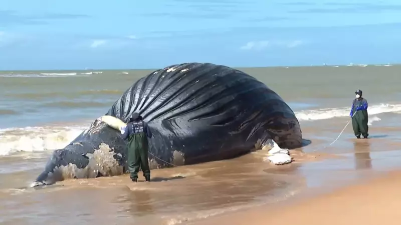 Baleia jubarte de 14 metros encalha morta em praia da Serra: veja imagens chocantes