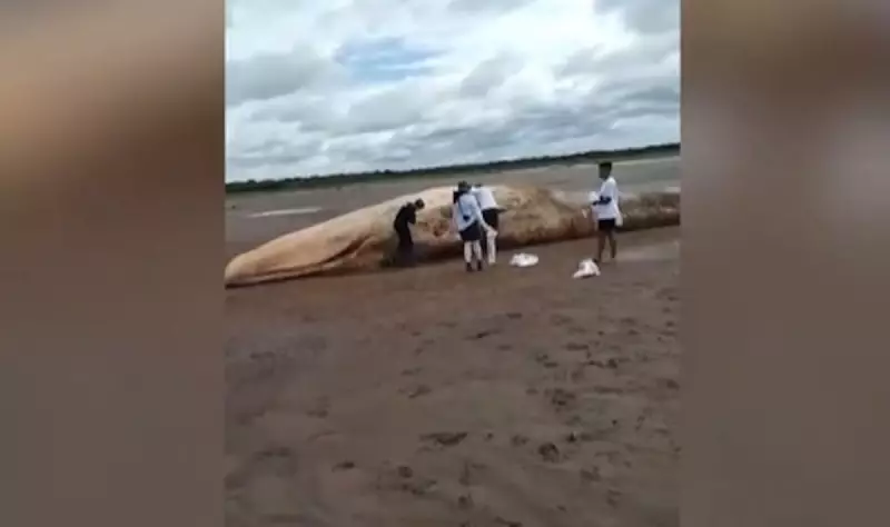 Baleia morta em praia do Marajó intriga especialistas: o que aconteceu?