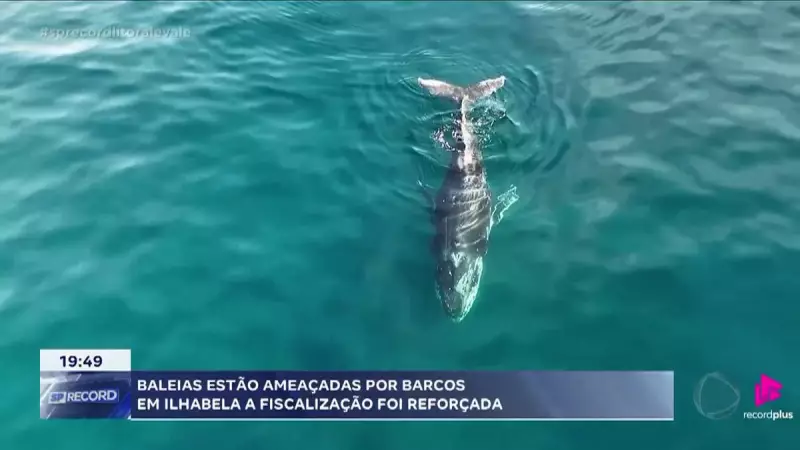 Baleias em Perigo: Fiscalização é Intensificada Contra Embarcações no Litoral de SP