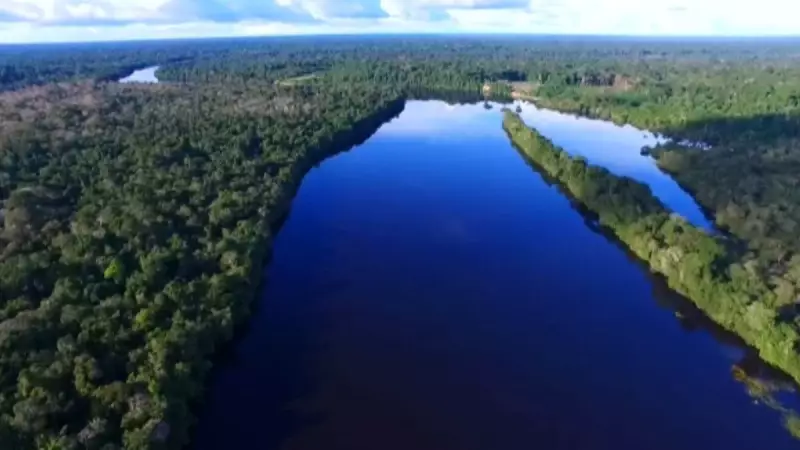 BNDES Anuncia Injeção de R$ 100 Milhões para Reflorestar o Brasil: Um Respiro para Nossas Florestas