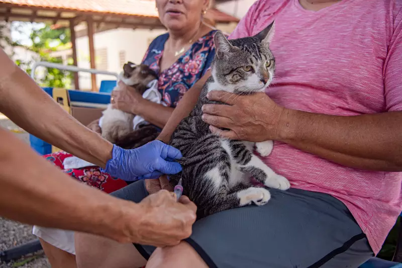 Boa Vista em Ação: Campanha de Vacinação Antirrábica é Intensificada para Cães e Gatos