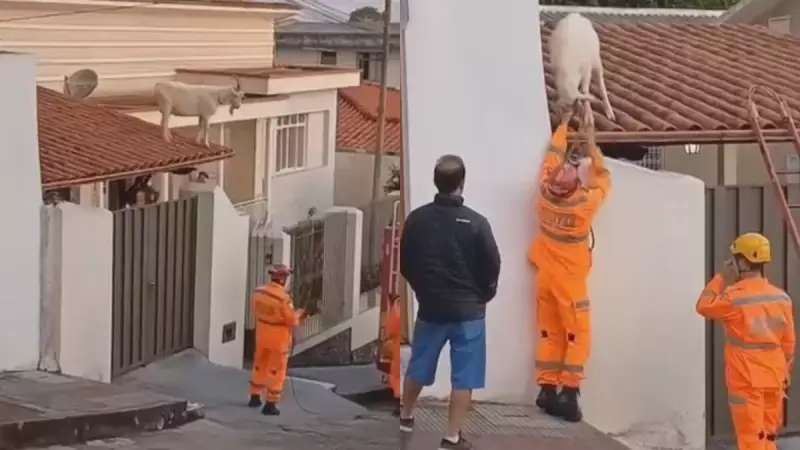 Bode em Apuros: Bombeiros Realizam Resgate Inusitado de Animal em Telhado de Casa no Interior de MG