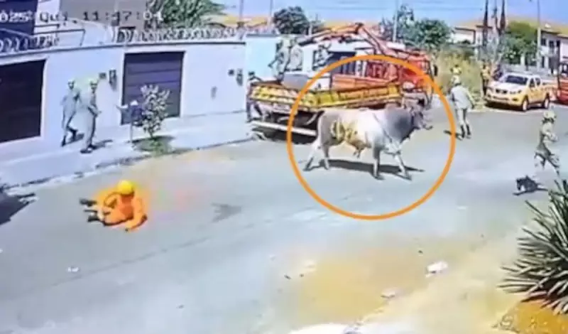 Boi revolta e ataca bombeiros após resgate dramático em fossa no Goiás — veja o vídeo!
