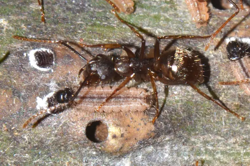 Borboleta da Amazônia revela parceria inusitada com formigas e inseto em fase larval