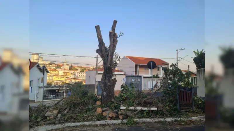 Botucatu em Choque: Ipê Rosa Centenário é Cortado e Revolta Comunidade