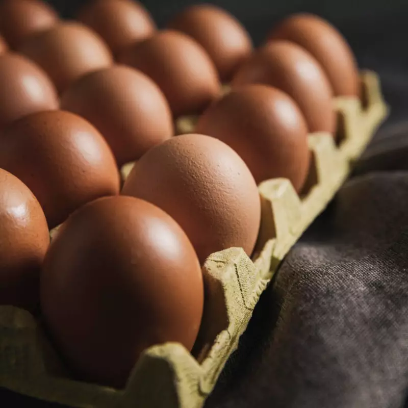 Brasil na Dianteira: Produção de Carnes Bate Recorde e Puxa Exportações em 2025