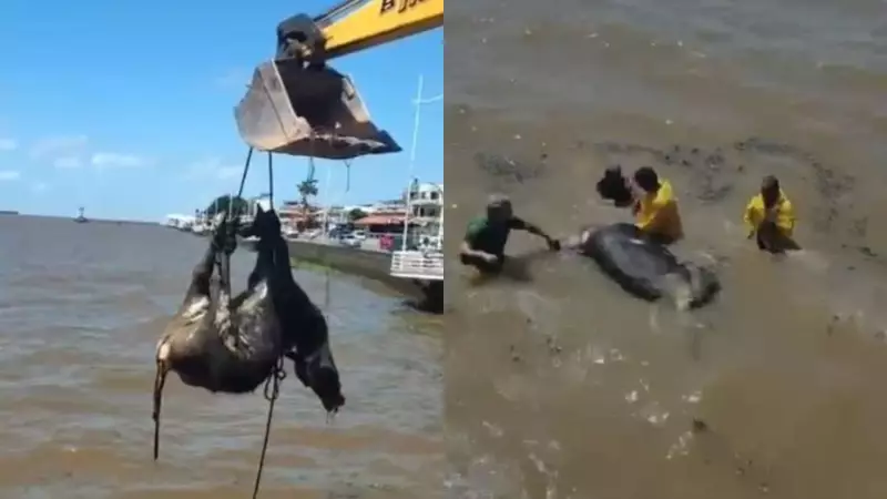 Búfalo morto é encontrado boiando no Rio Amazonas, em Macapá — Veja o vídeo chocante
