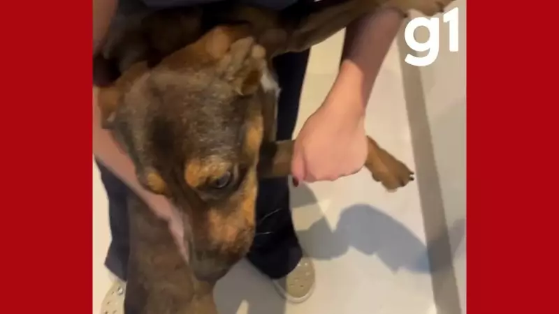 Cachorra vítima de crueldade é resgatada em posto de combustível de MT — caso choca e revolta