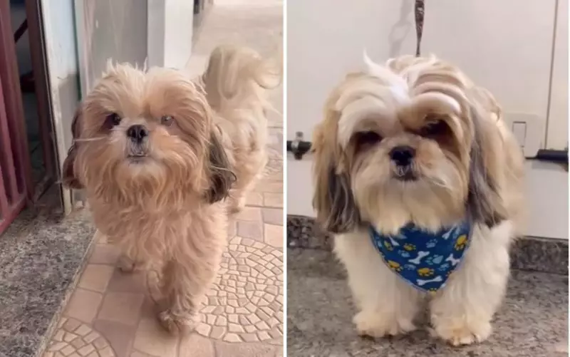 Cachorro dá fuga épica para ir ao pet shop e volta irreconhecível — a transformação vai surpreender você!
