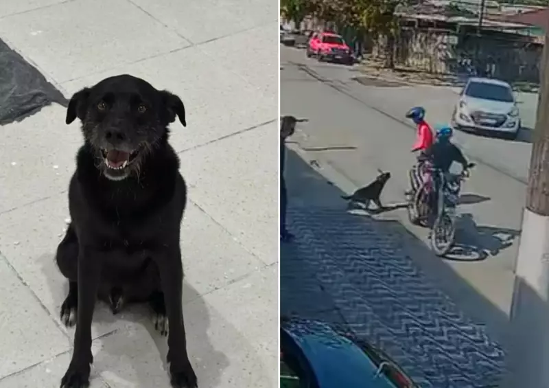 Cachorro vira herói ao espantar bandidos em tentativa de assalto — arma do criminoso falhou!