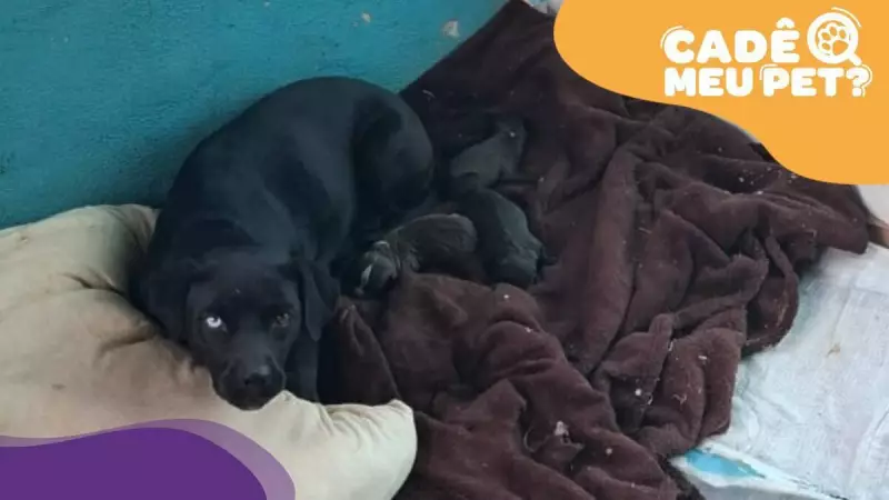 Cadela abandonada na Rodovia do Sol surpreende ao dar à luz três filhotes em situação de risco