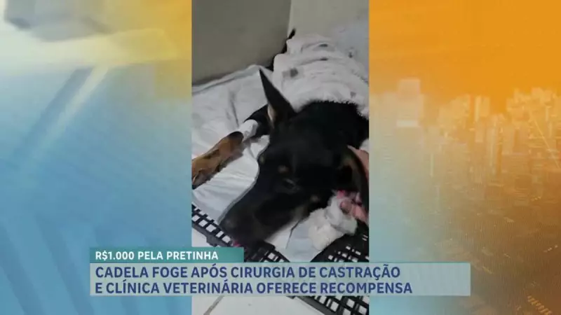 Cadela Some Após Castração em BH: Tutora Desesperada Procura por 'Filha de 4 Patas'