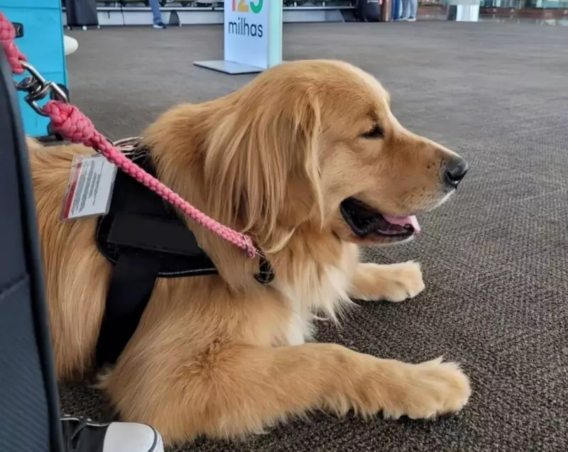 Cães heróis: como animais de serviço estão salvando vidas de diabéticos antes mesmo das crises