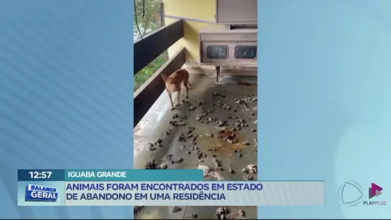 Cães resgatados em Iguaba Grande viviam em condições chocantes — veja os detalhes