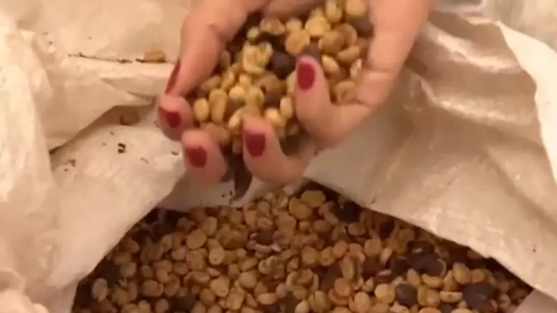 Café brasileiro: volume cai, mas receita bate recorde histórico em exportações