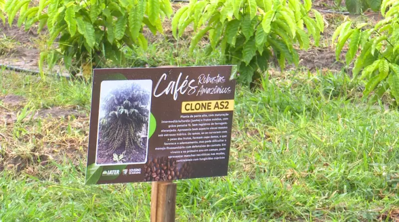 Café Robusta Amazônico em Roraima: campo experimental testa variedades promissoras