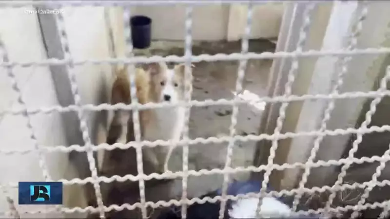 Canil Clandestino com Maus-Tratos é Interditado em Embu das Artes — Cenas Chocantes