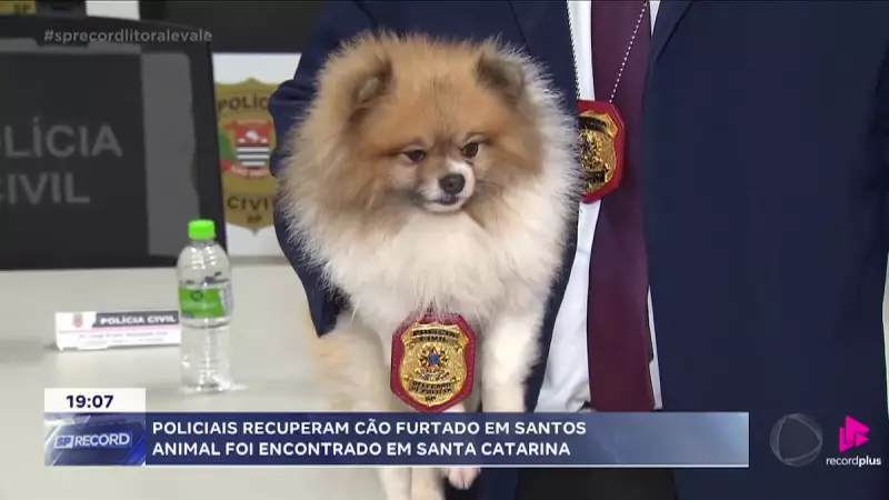 Cão é Resgatado a 700 km de Distância: Saga de Peludo Furtado em Santos Termina em Santa Catarina