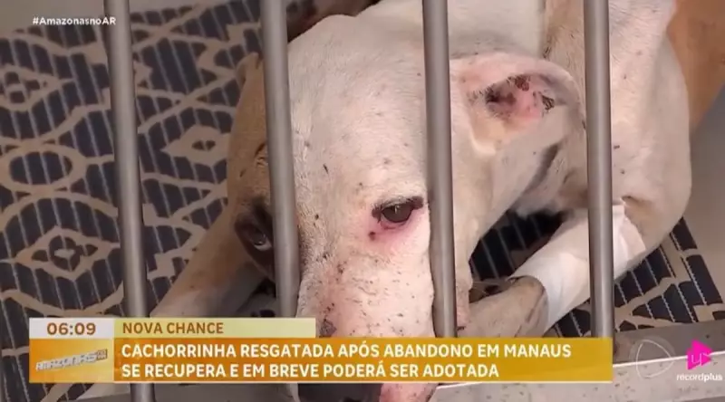 Cão Pitbull Abandonado em Manaus Encontra Esperança: A Tocante Jornada de Superação