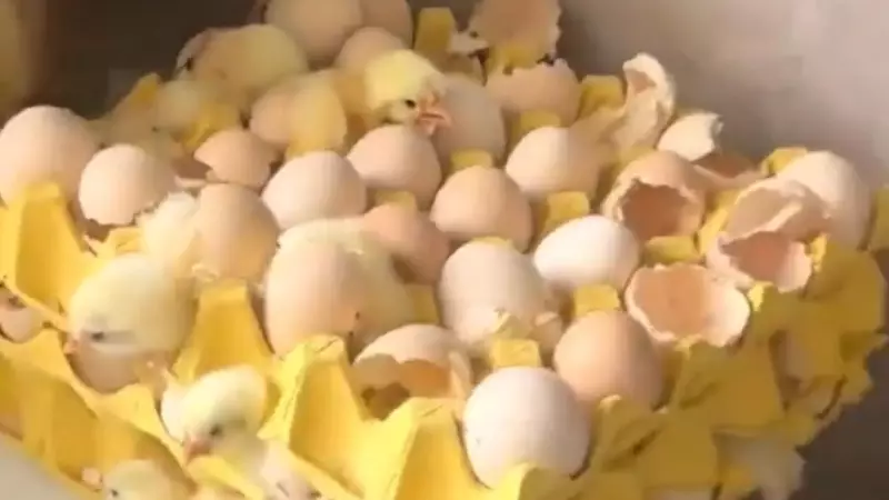 Caos na Cozinha: Mulher Abre Ovos do Supermercado e Encontra 70 Pintinhos Vivos — Entenda o Caso Bizarro