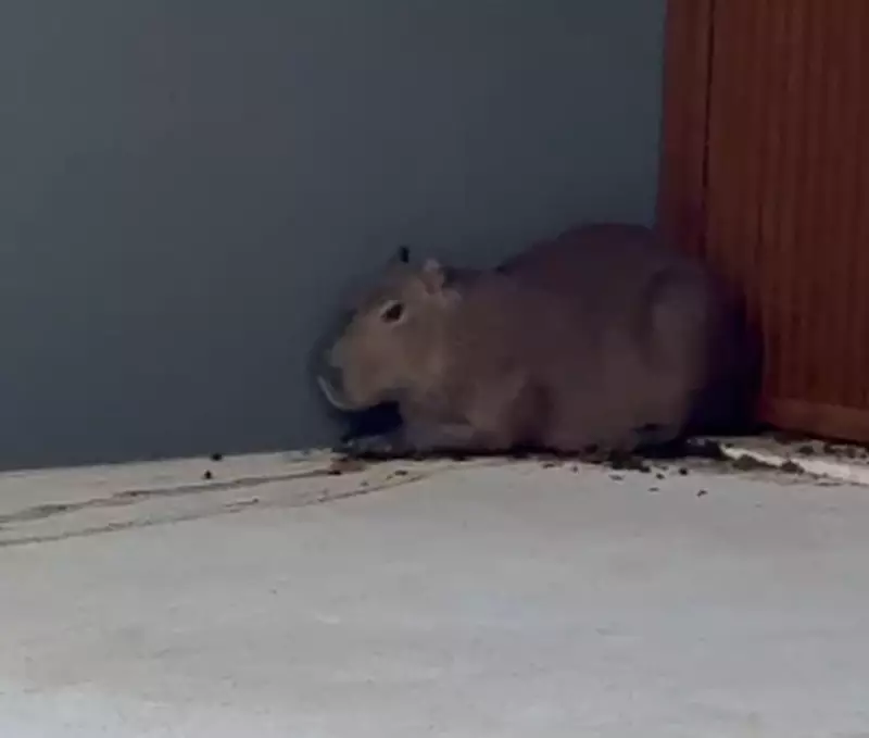 Capivara assustada vira atração em Ribeirópolis: morador relata encontro inusitado