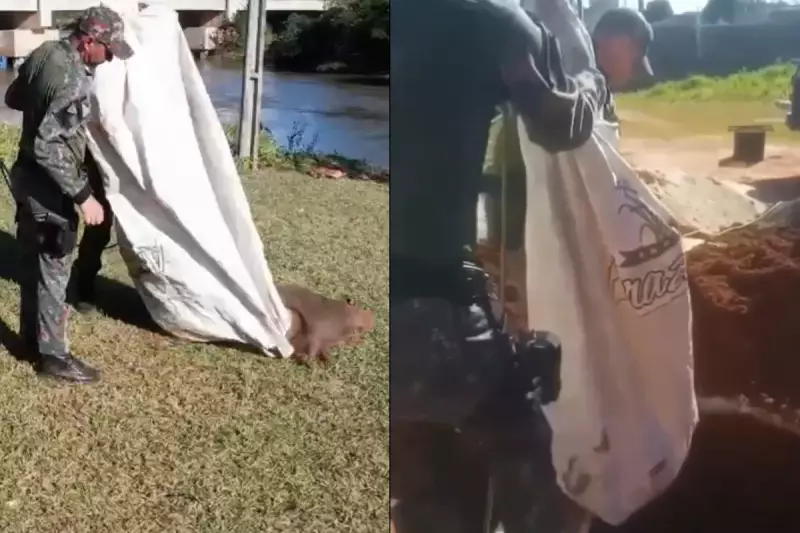 Capivara em apuros: Policiais ambientais resgatam animal de fossa em construção em MS