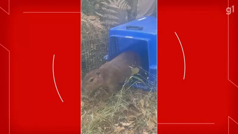 Capivara sobrevivente de atropelamento no Lago Sul é solta na natureza: emocione-se com o vídeo!