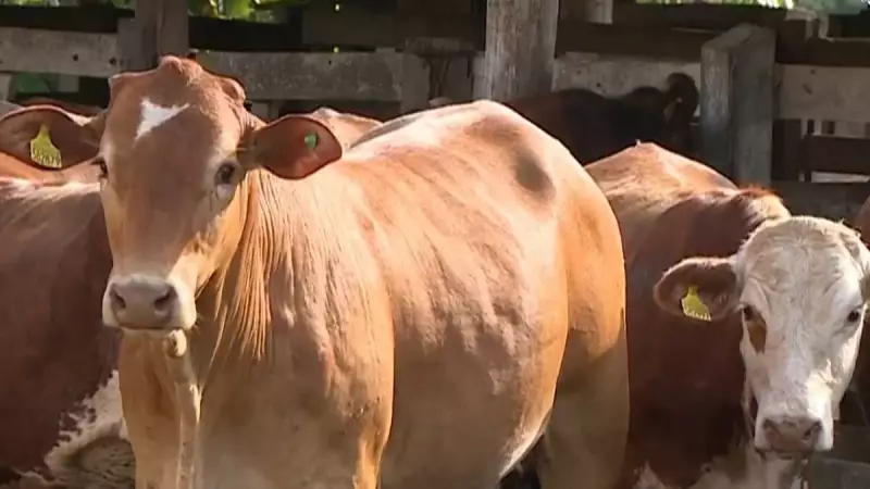 Carne Brasileira Conquista o Mundo: Exportações Disparam Mesmo com Tarifas dos EUA