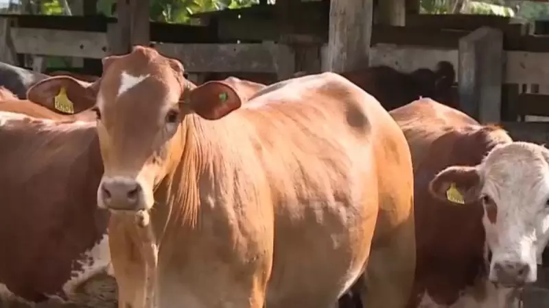 Carne brasileira dispara nas exportações em julho — veja o que explica o fenômeno