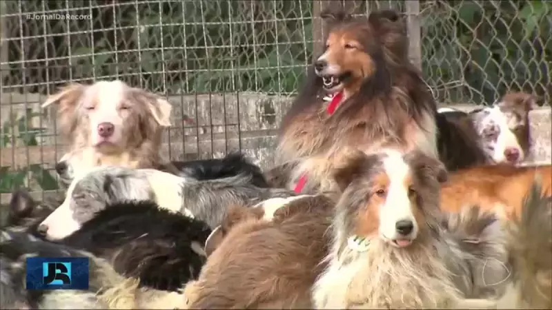Caso Chocante em Embu das Artes: Mulher Presa com Mais de 100 Cães em Situação de Maus-Tratos