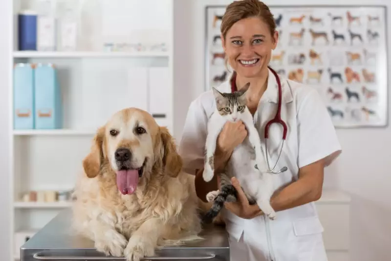 Castração do Seu Pet: Descubra o Momento Perfeito Para Garantir Saúde e Bem-Estar