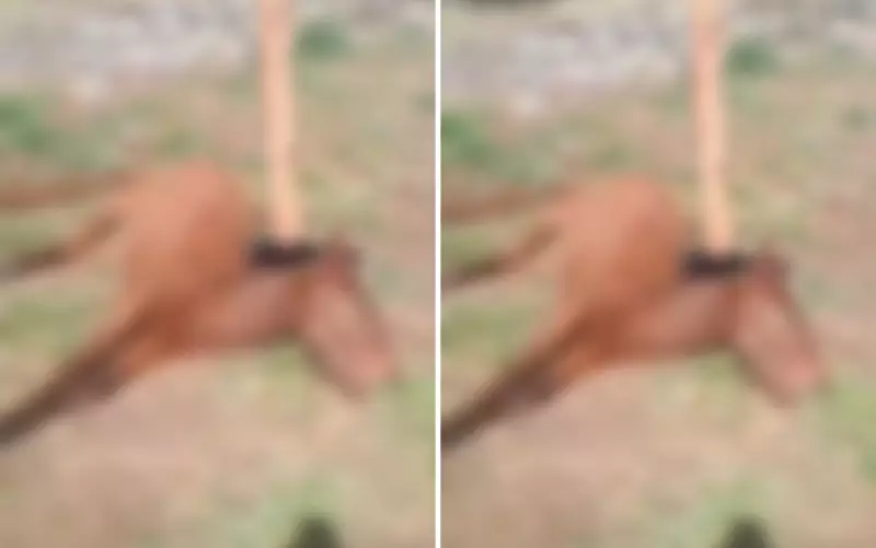 Cavalo é achado morto em campo de futebol de Ribeirão Preto: caso choca moradores