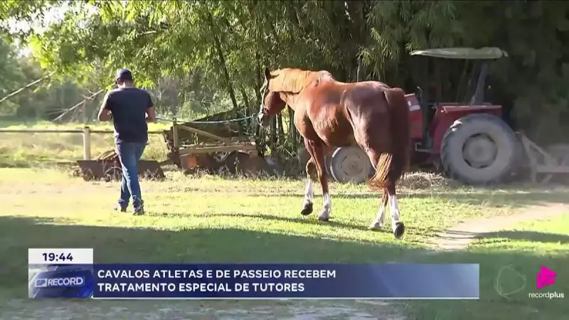 Cavalos Atletas e de Passeio: O Luxo dos Tratamentos Especiais no Litoral Paulista