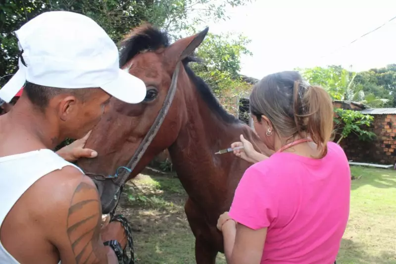 Cavalos de Charrete em Maiandeua, PA, Ganham Dia de Cuidados Veterinários e Vacinação | G1